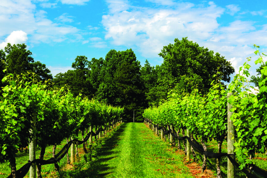 New Kent Winery Viniterra